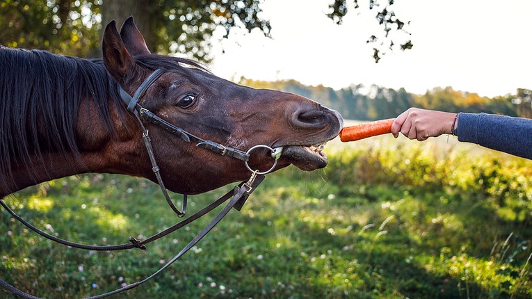 Horse Eating Carrot