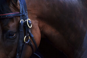 Horse and Bridle Close Up View
