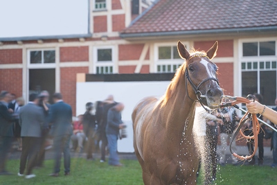 Horse Washed Down After Race